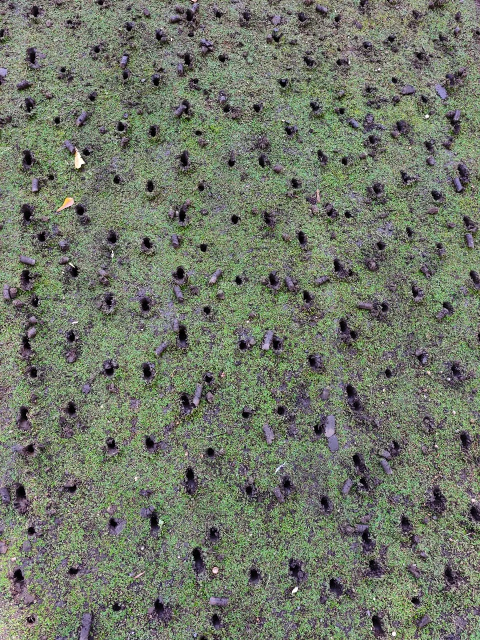 Aireación del césped con perforaciones y cilindros de tierra extraídos